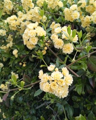 talee rosa BANkSIAE 