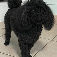 Barboncino maschio accoppiamento-monta