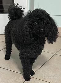 Barboncino maschio accoppiamento-monta