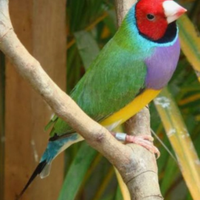 Uccelli