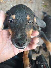 Mix Amstaff