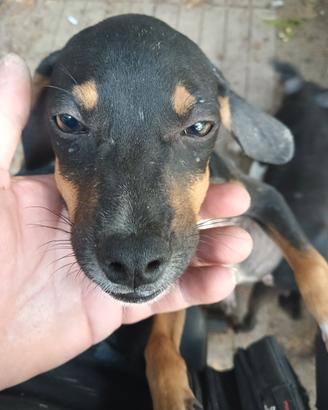 Mix Amstaff