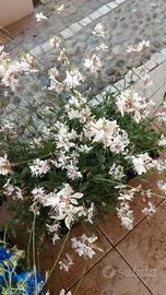 fiori perenni