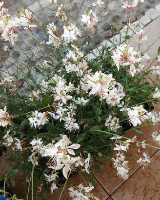 fiori perenni