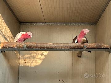 Cacatua roseicapilla lutino ed altri pappagalli
