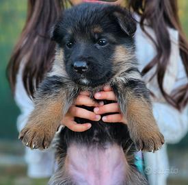 CUCCIOLI DI PASTORE TEDESCO (Pedigree Enci)