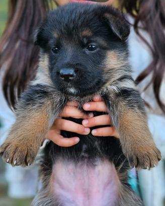 CUCCIOLI DI PASTORE TEDESCO (Pedigree Enci)