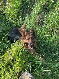 Pastore tedesco femmina adulta