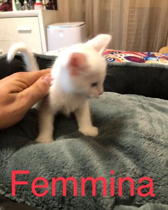Gattini Siberiano incrocio Angora Turco