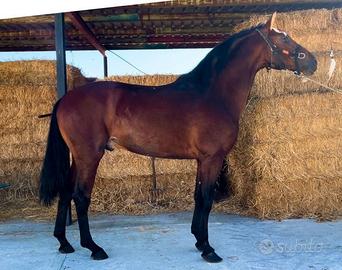 Cavallo spagnolo