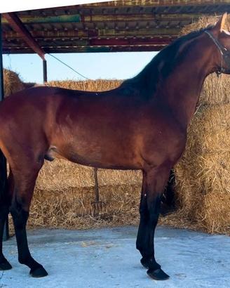 Cavallo spagnolo