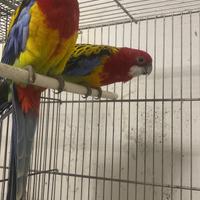 Pappagallo rosella comune