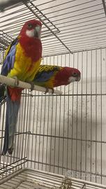Pappagallo rosella comune