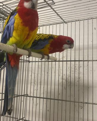 Pappagallo rosella comune