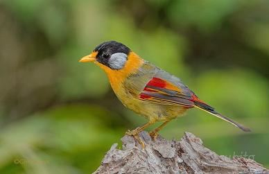 Usignolo guance argento mesia