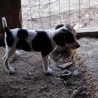 Cucciola beagle