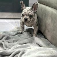 Cuccioli merle di bulldog francesi M e F