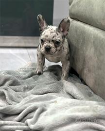 Cuccioli merle di bulldog francesi M e F