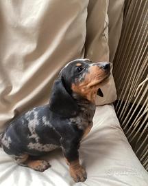 Cuccioli di bassotti merle maschio e femmina