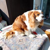 Cavalier king spaniel per accoppiamento