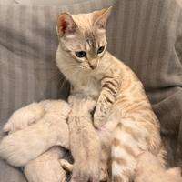 Cuccioli Bengal Snow maschi e femmine