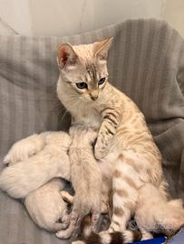 Cuccioli Bengal Snow maschi e femmine