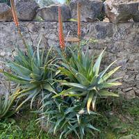 Aloe vera piante per ville