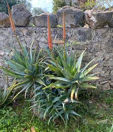 Aloe vera piante per ville