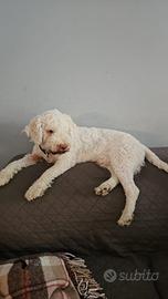 Cane lagotto