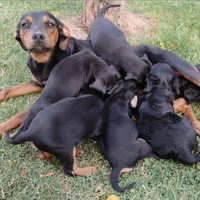 Cuccioli da Tartufo di GRIFO NERO VALNERINO