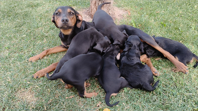 Cuccioli da Tartufo di GRIFO NERO VALNERINO