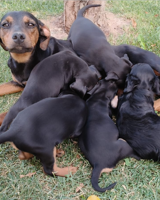Cuccioli da Tartufo di GRIFO NERO VALNERINO