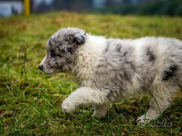 Cucciola pastore australiano merle
