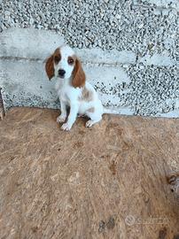 Cuccioli springer/breton  da tartufo