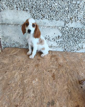 Cuccioli springer/breton  da tartufo