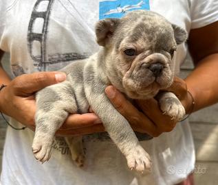 Cuccioli bulldog francese Merle