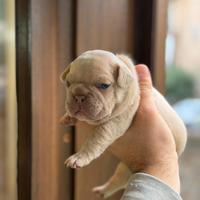 Bulldog