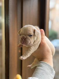 Bulldog