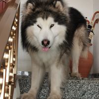 Alaskan Malamute maschio per monta