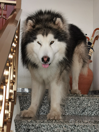 Alaskan Malamute maschio per monta