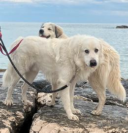 Cuccioli di Cane di Montagna dei Pirenei