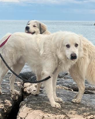 Cuccioli di Cane di Montagna dei Pirenei