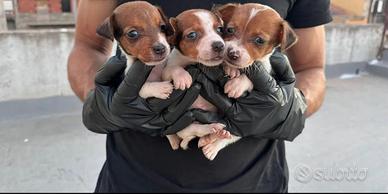 Jack russell