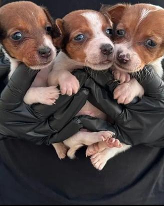Jack russell