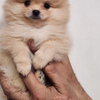 Cuccioli spitz Pomerania