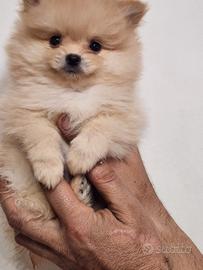 Cuccioli spitz Pomerania