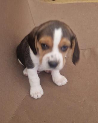 Cuccioli di beagle