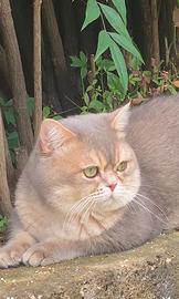 Maschio scottish straight per monta