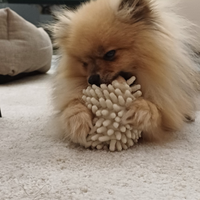 Volpini di pomerania mini toy