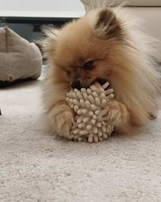 Volpini di pomerania mini toy